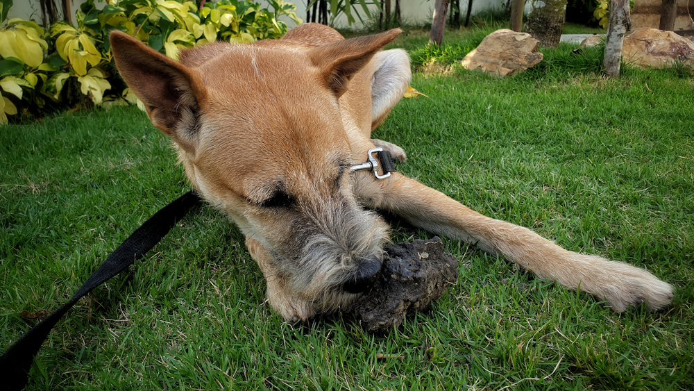 leashed dog eating dirt on grass