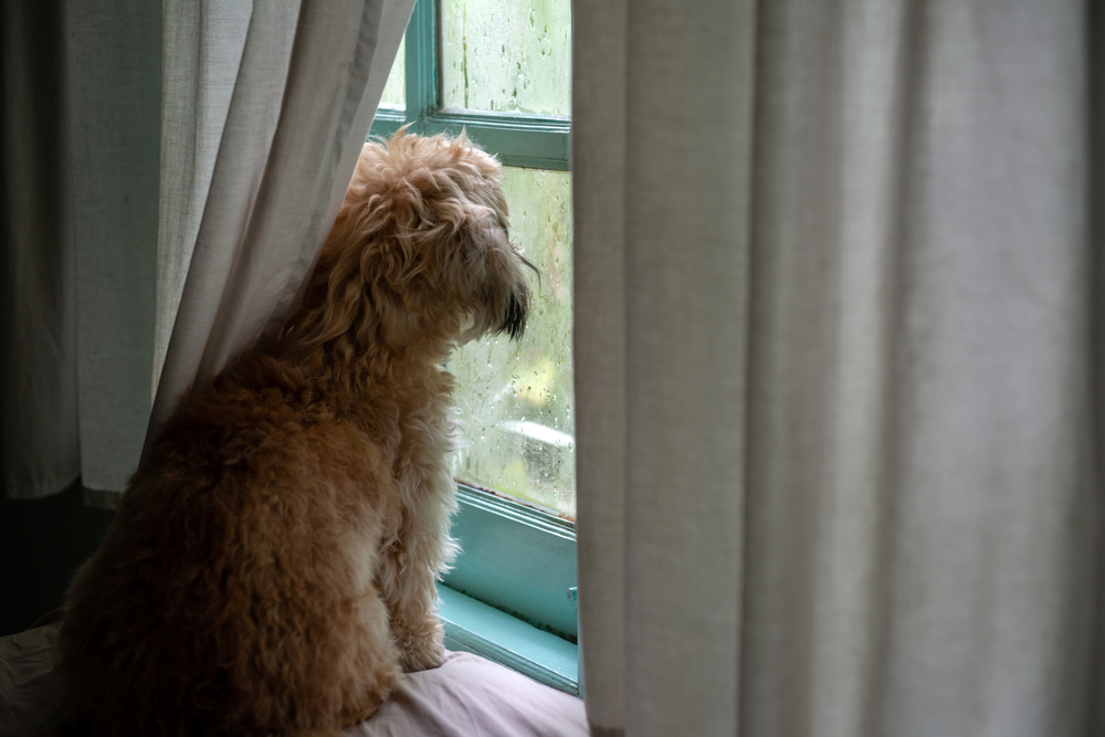 lonely dog waiting for owner to come home