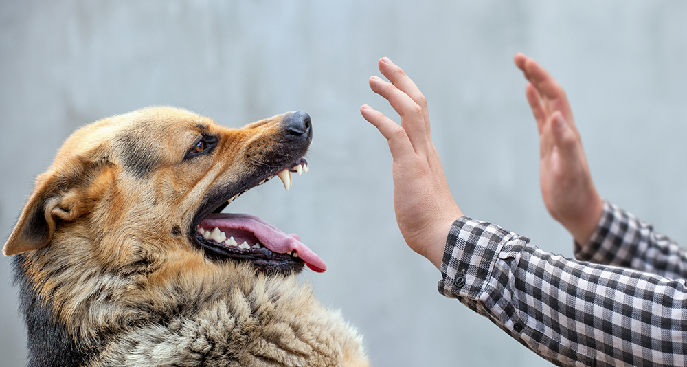 male German shepherd dog attacks a person