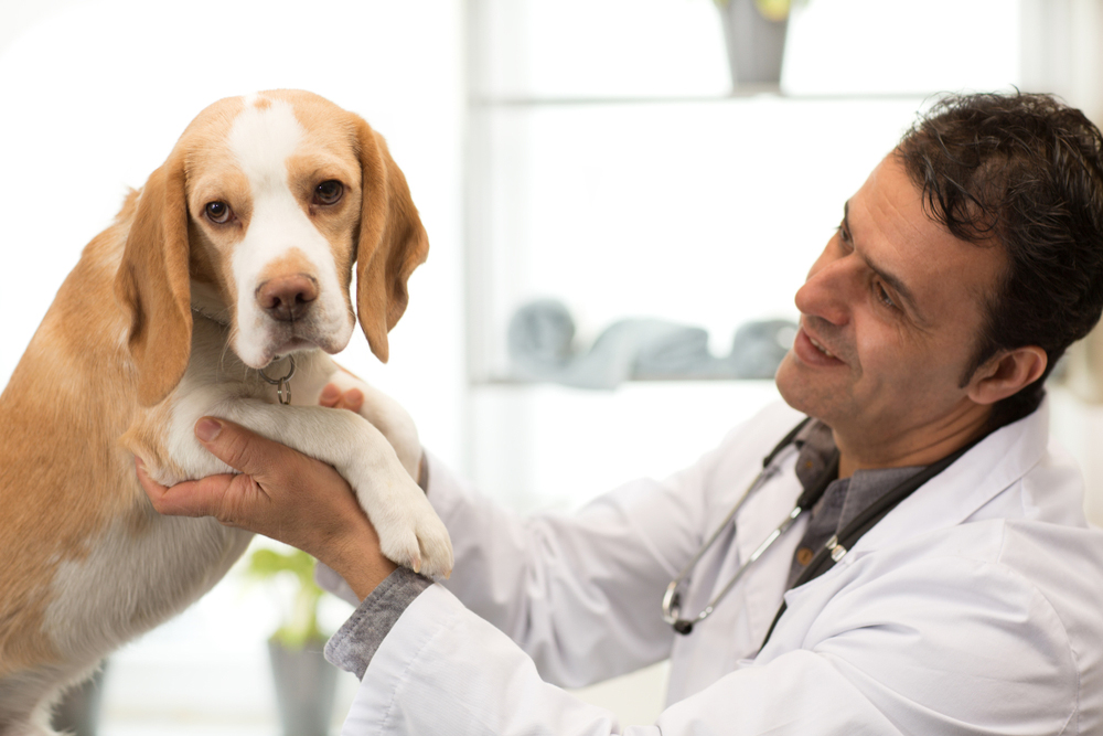 male veterinarian holding the dog up