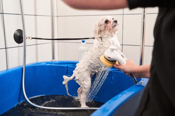 man bathing a maltipoo