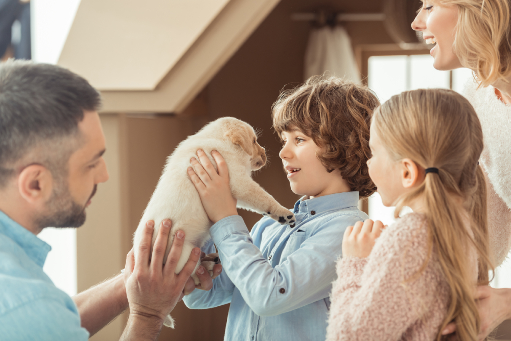 man introduces a Labrador dog puppy to a kid