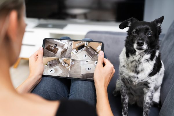 man looking at the CCTV Security Spy Gadgets And Camera Monitoring with his dog