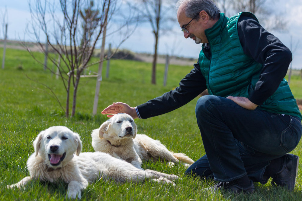 man petting Akbash dogs outdoor