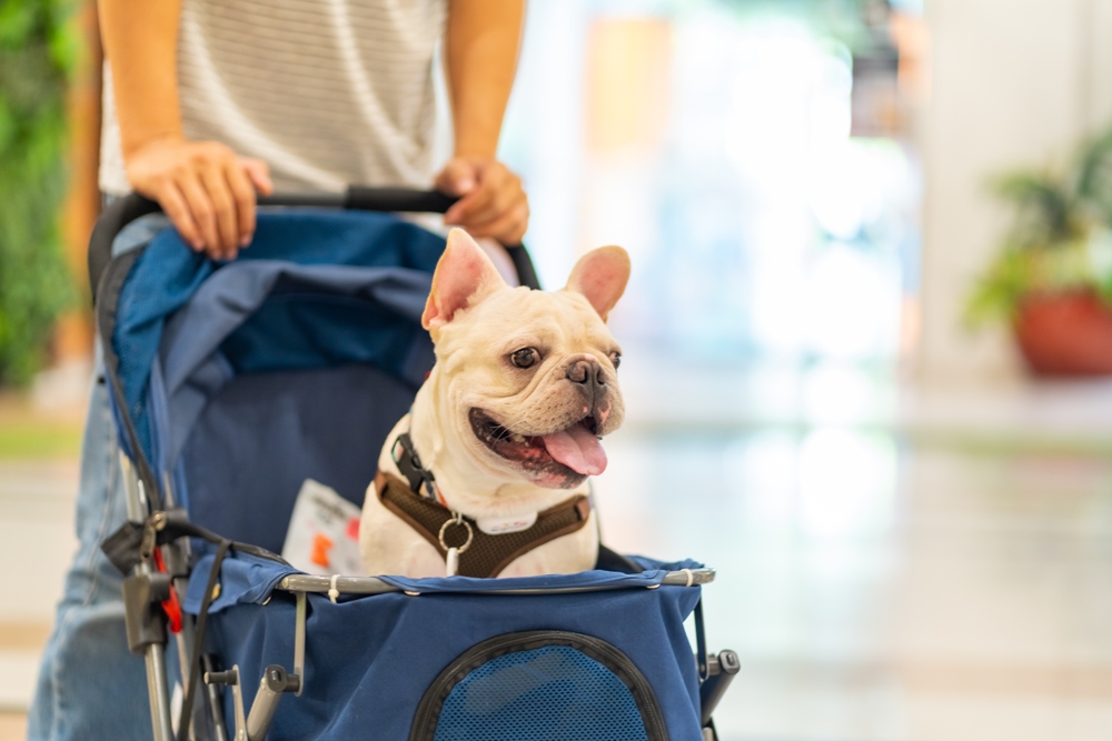 man push his french bulldog in pet stroller walking in pets friendly shopping mall
