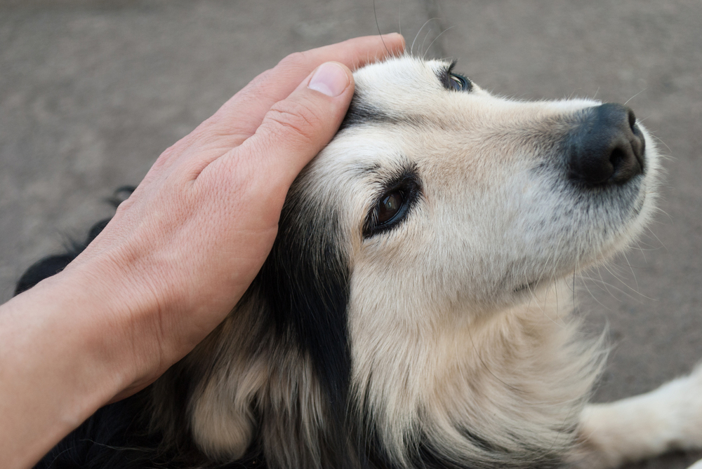 man stroking dog's head