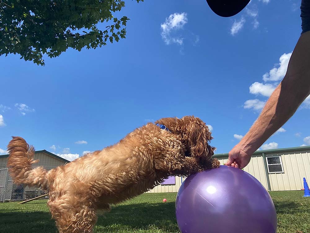 man trains a dog to play treibball