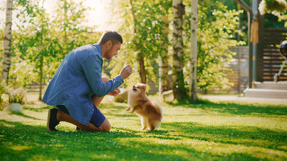 man trains little pomeranian