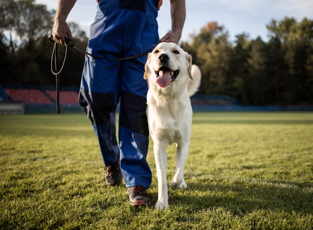 man walking with his dog after training