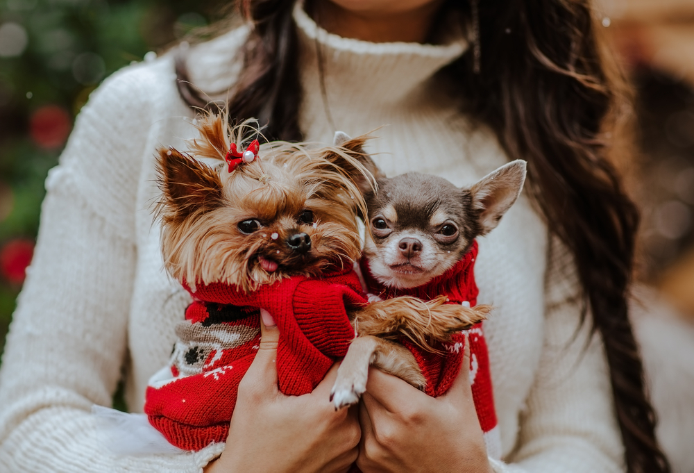 matching Christmas sweaters with dogs
