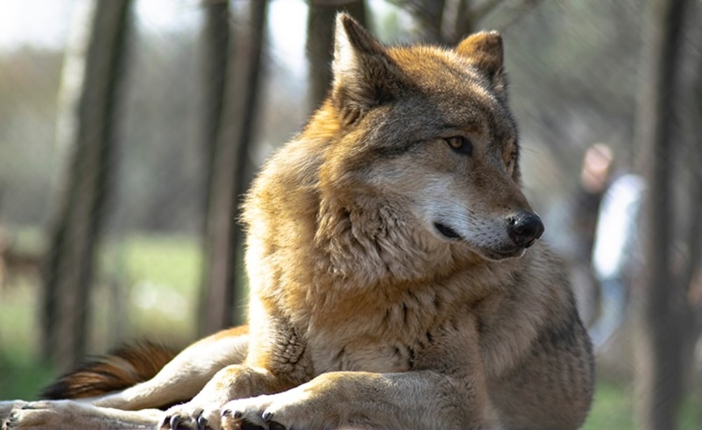 native american indian dog resting