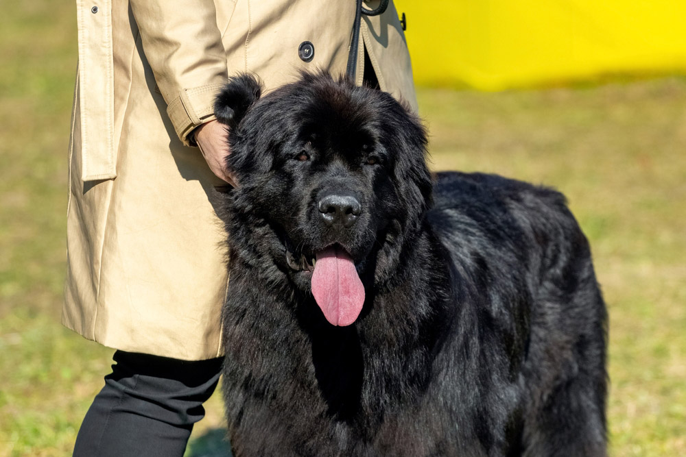newfoundland dog on leash with owner at the park