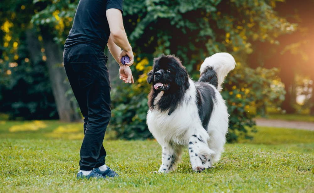 newfoundland dog playing a ball with owner at the park