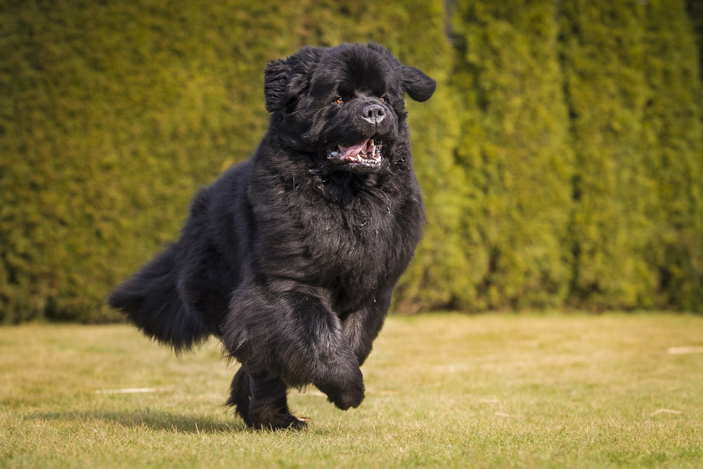 newfoundland dog running at the park