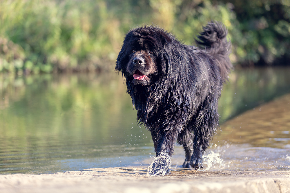 newfoundland dog walking in the water