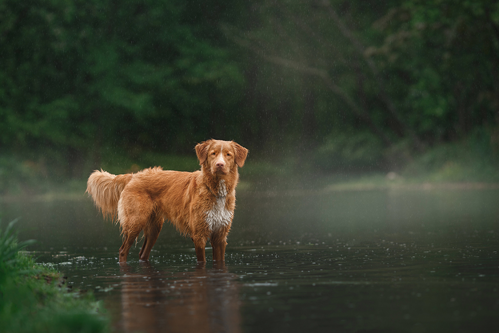 Nova Scotia Duck Tolling Retriever Dog in the lake