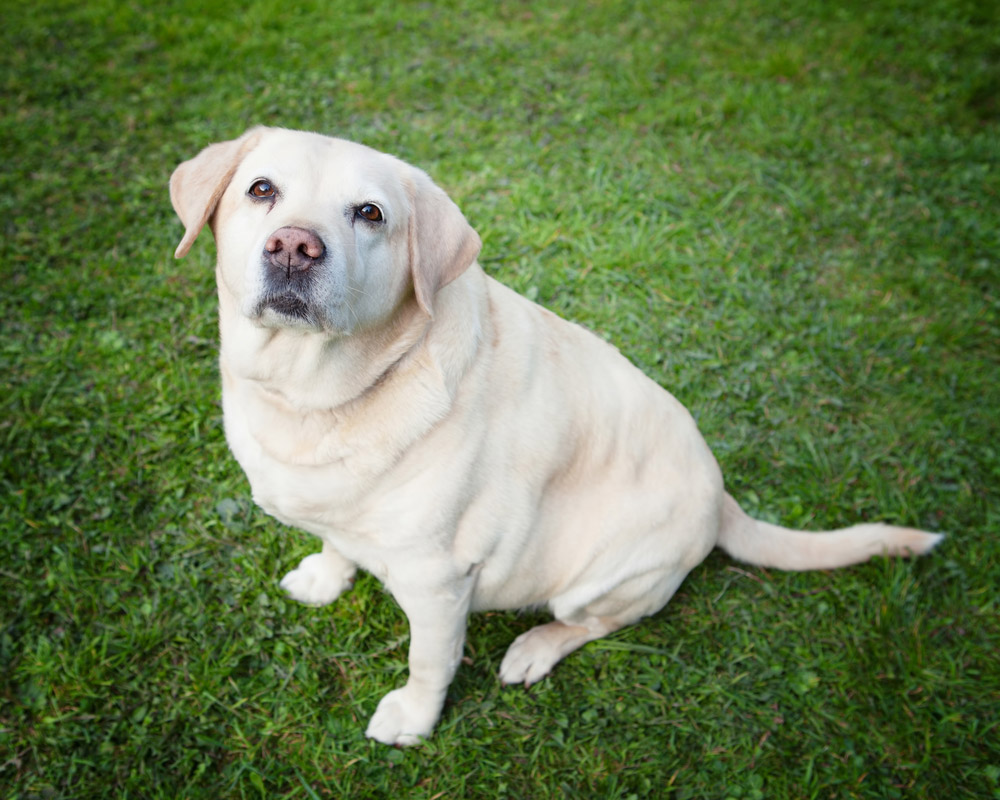 obese dog sitting on grass and looking up