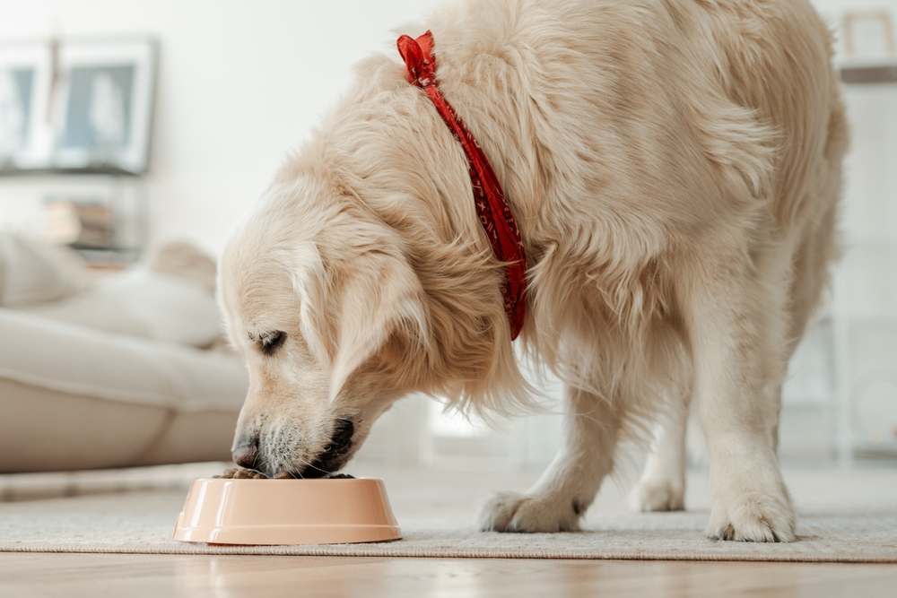 golden retriever dog eating healthy dry food from bowl at home