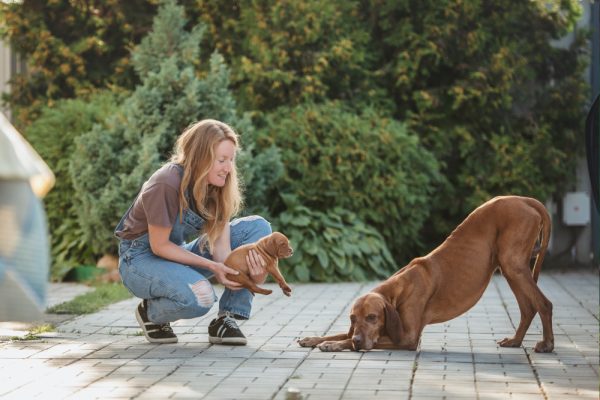 woman introducing Hungarian Vizsla puppy to older dog