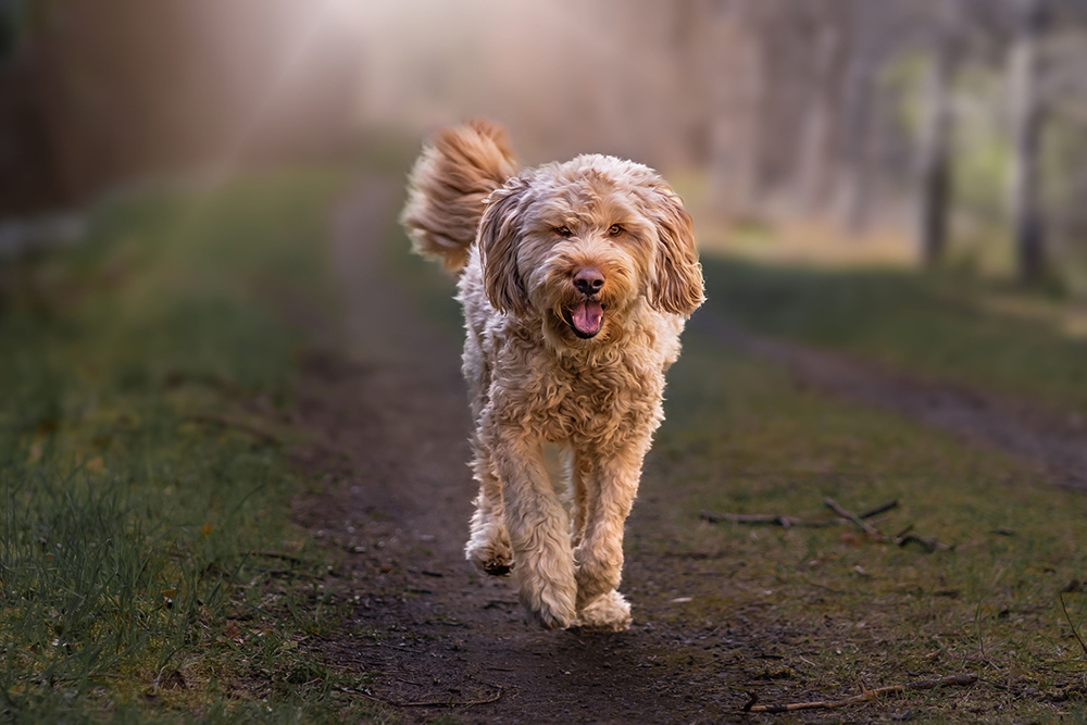 otterhound dog in the park