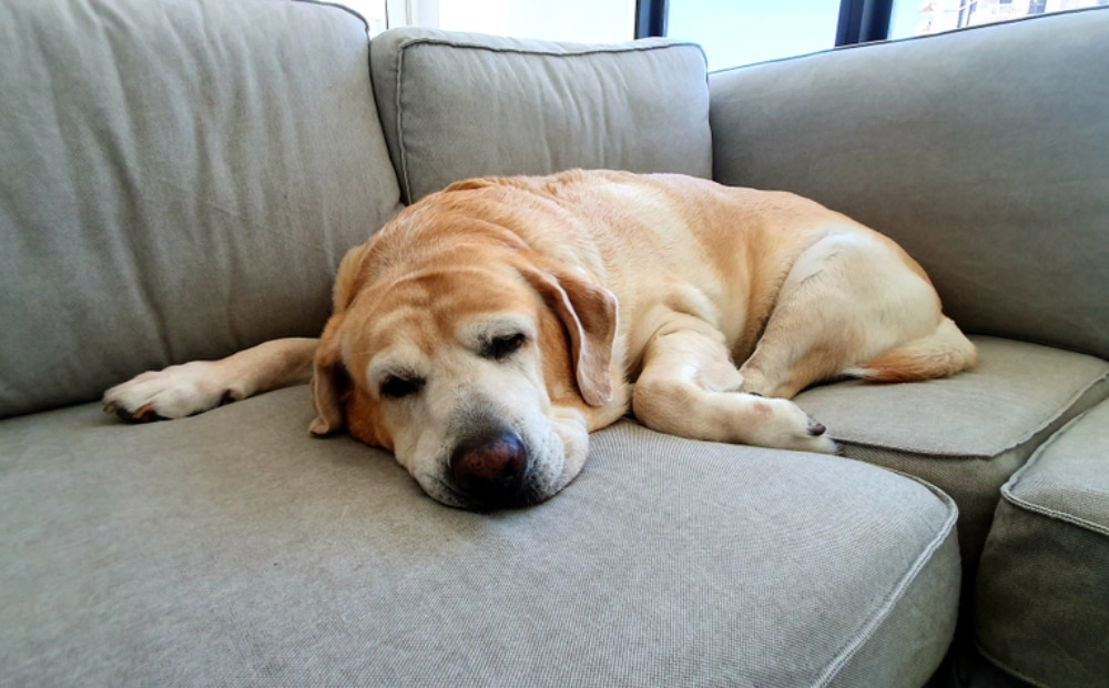 overweight dog lying on couch