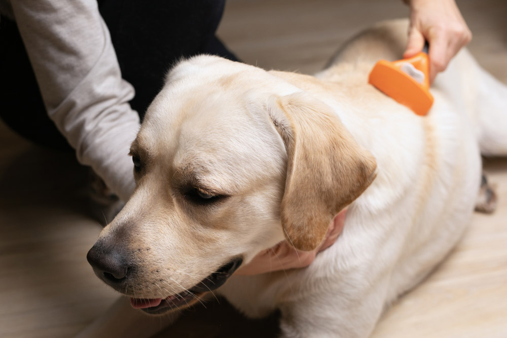 owner brushing the dog with rake type brush