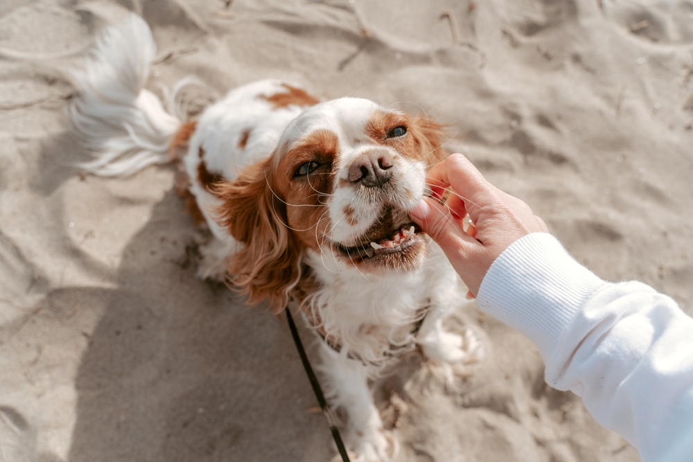 owner examining the dog oral cavity