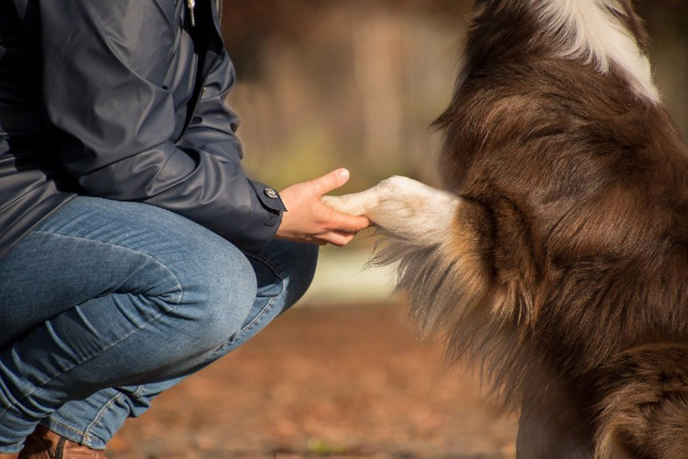 owner hand shakes his australian shepherd dog