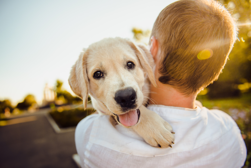 owner holding or hugging a happy puppy Labrador