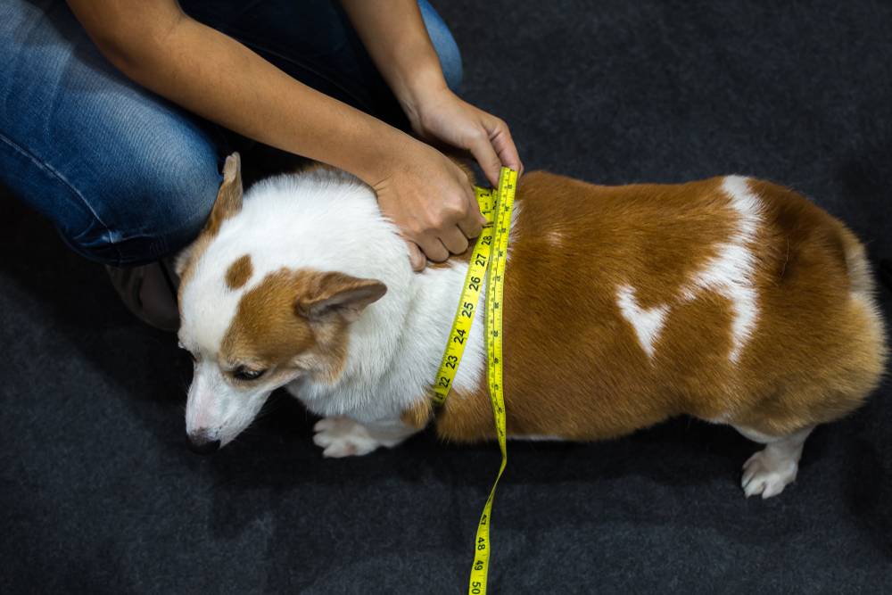 owner measuring Pembroke Welsh Corgi dog