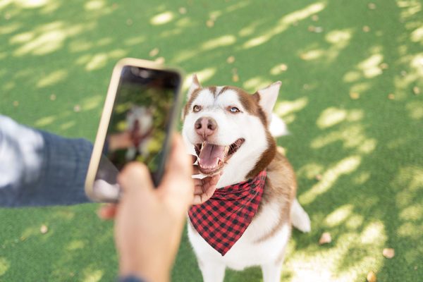 owner taking a photo of his male husky dog wearing a banda