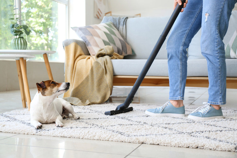 owner vacuuming the carpet where the dog is lying