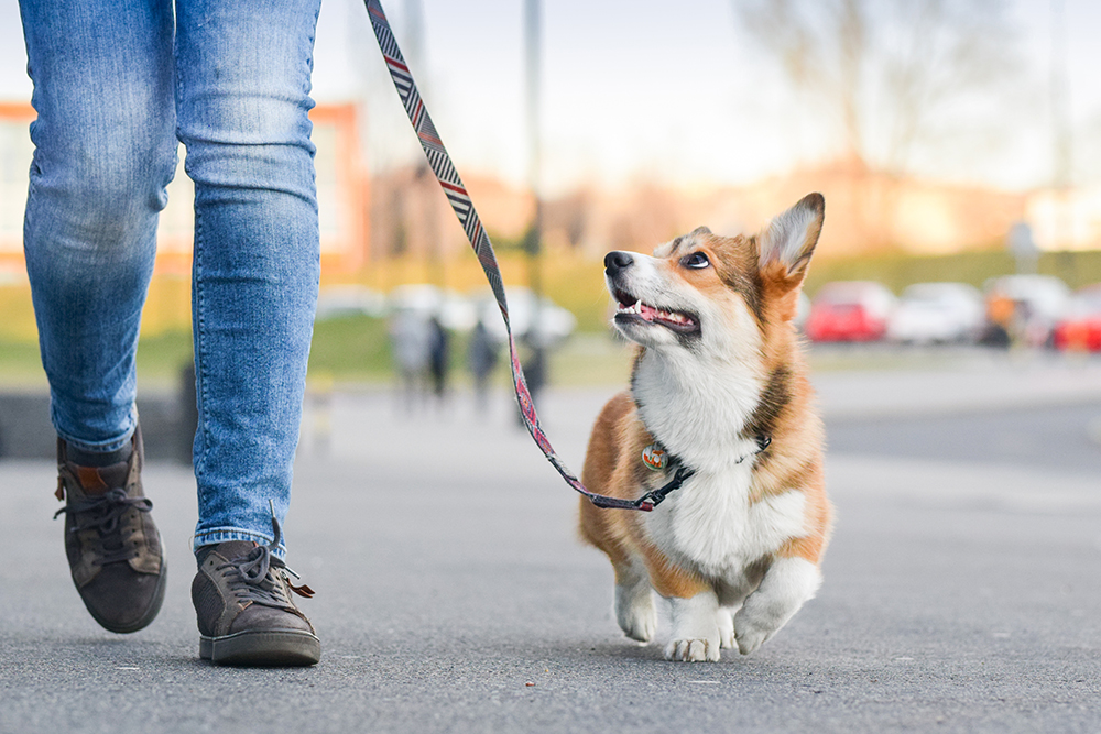pembroke welsh corgi dog going for a walk