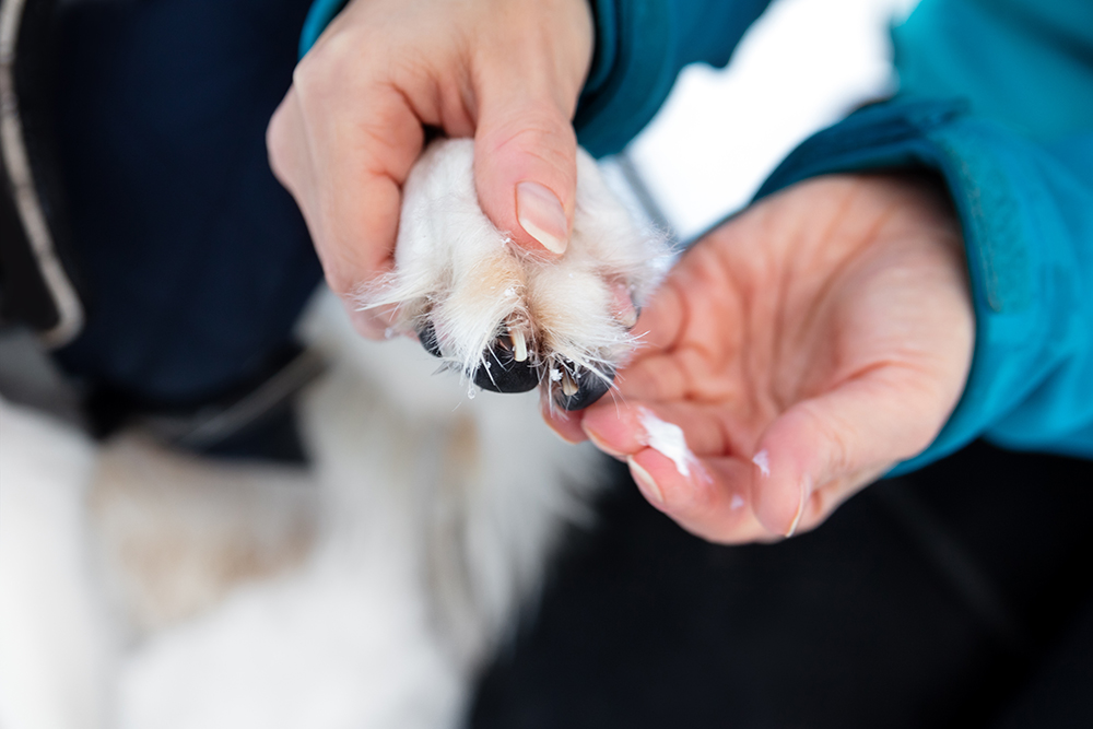 person applying balm on dog's paw