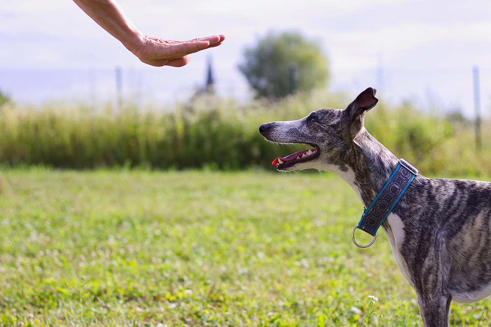 person commanding whippet dog to stay