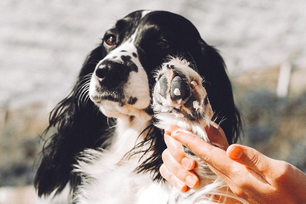 person showing cracked dog paw