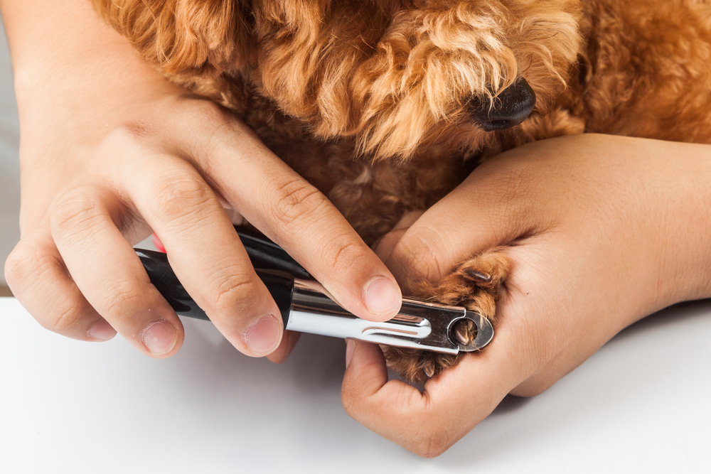 person using a guillotine dog nail clipper when grooming dog