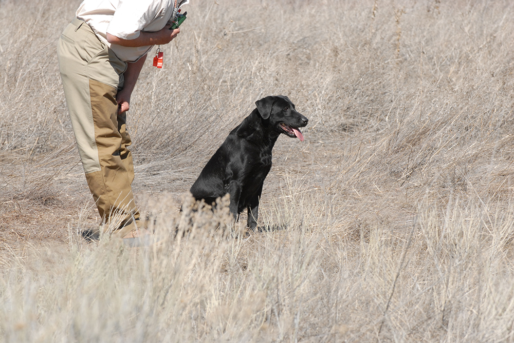 person with whistle training the dog to hunt