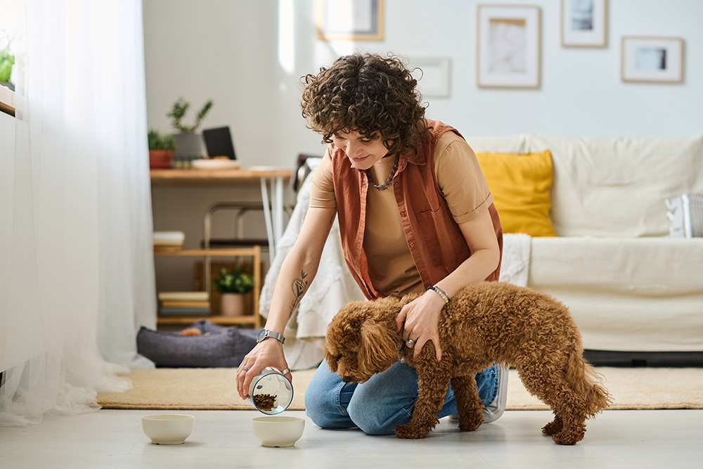 pet sitter feeding a brown poodle