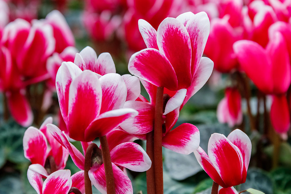 pink and white cyclamen flowers
