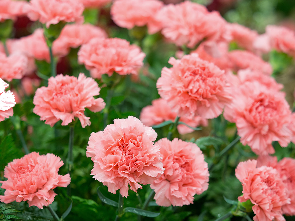 pink carnation flower