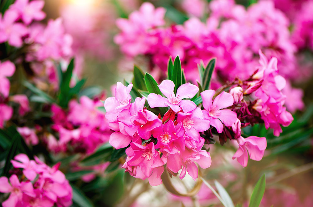 pink oleander flowers