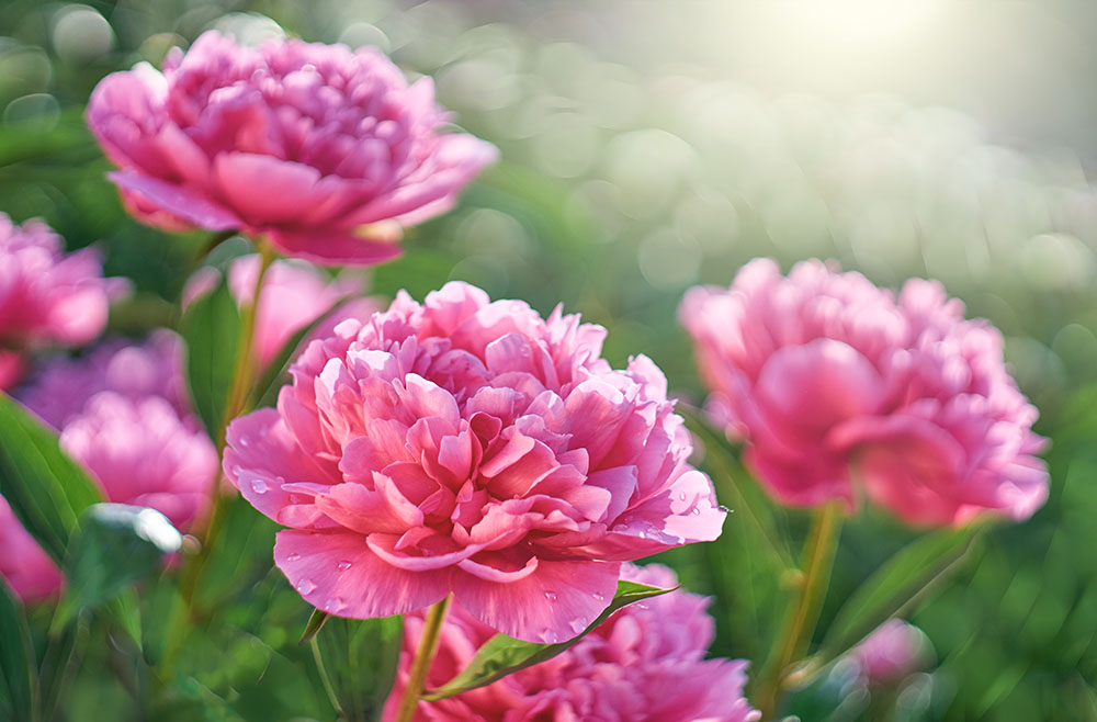 pink peony flowers