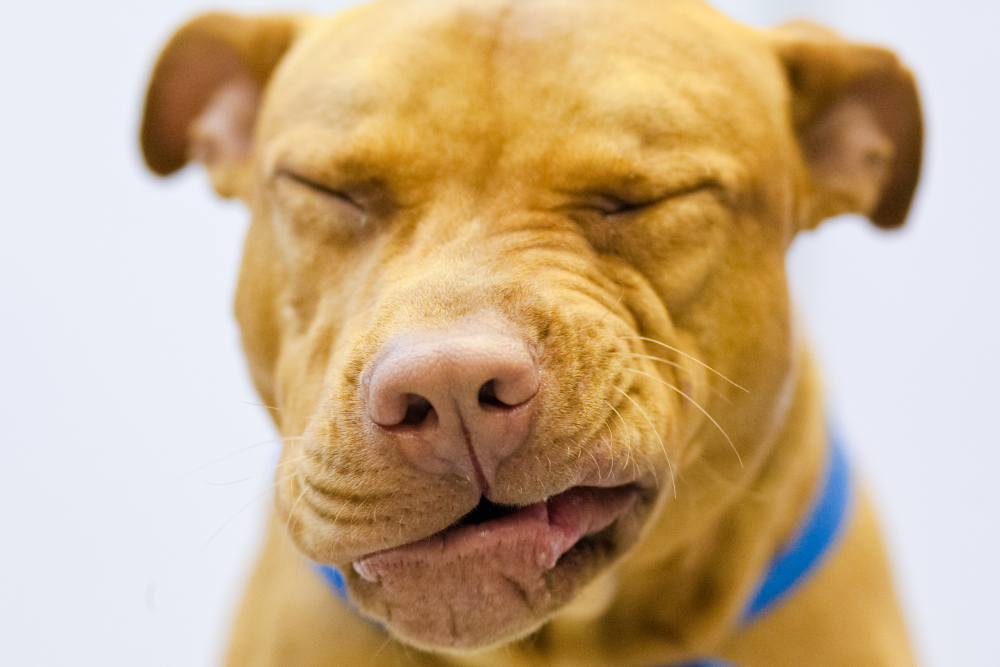 pitbull terrier dog sneeze twist nose