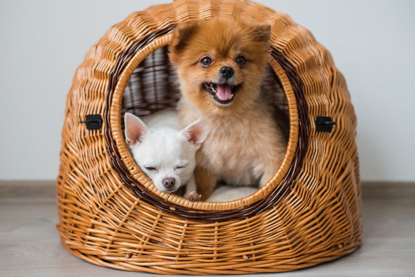 pomeranian and chihuahua dog inside the wicker dog house