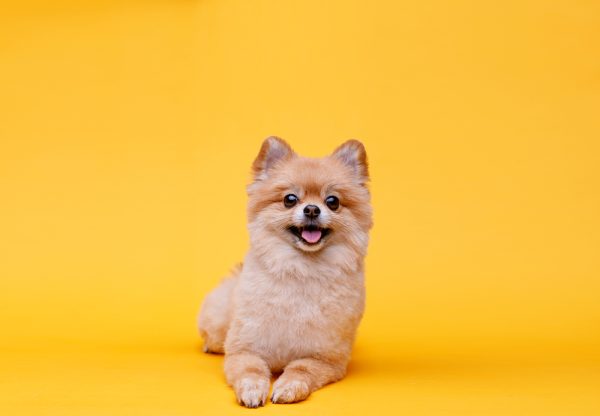 pomeranian dog in yellow background