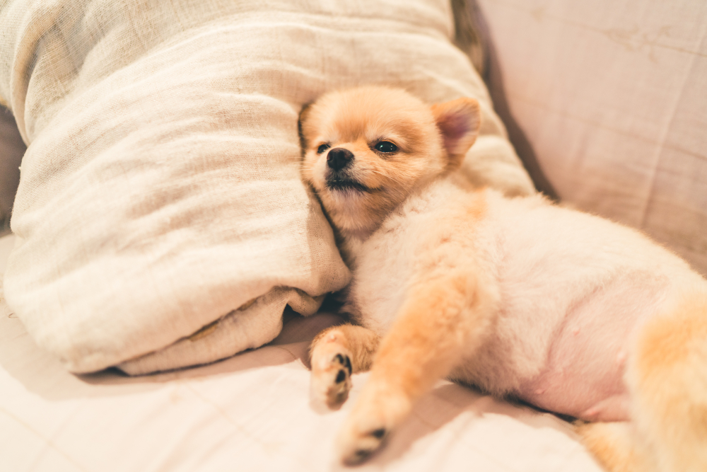 pomeranian dog sleeping on pillow on bed
