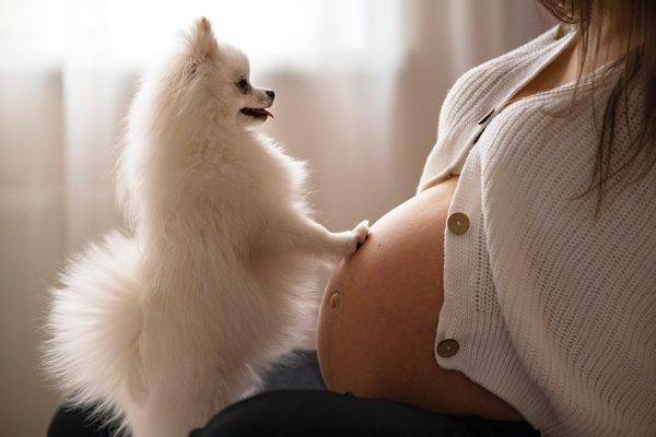 pomeranian dog touching a pregnant womans belly