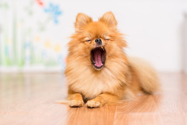 pomeranian dog yawning