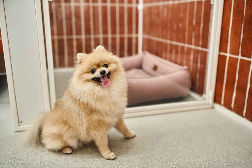 pomeranian spitz dog with tongue out sitting near cozy dog enclosure in pet hotel